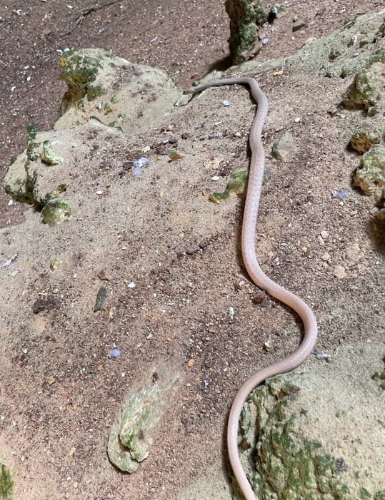 Ngoài ra, các chuyên gia còn phát hiện xác của những con rắn, ếch, bọ cánh cứng.... ở bên dưới hố sụt. Từ đây, họ suy đoán mùi hôi thối mà mọi người ngửi thấy đến từ quá trình phân hủy xác những động vật khi chúng chết ở dưới "giếng địa ngục".