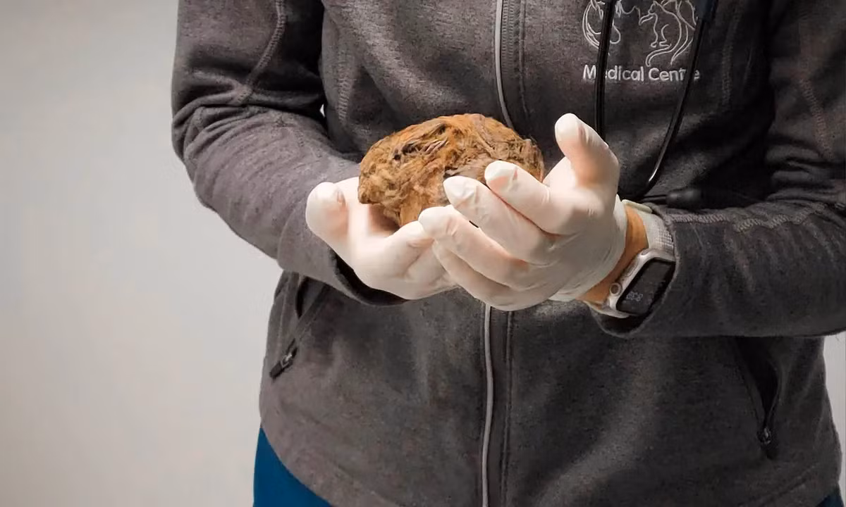 Sau khi tiến hành chụp X-quang và kiểm tra tỉ mỉ, các chuyên gia xác định "quái thú" 30.000 tuổi cuộn tròn như quả bưởi thuộc về một con sóc đất Bắc Cực cổ đại.