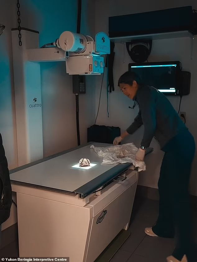 Con sóc đất Bắc Cực cổ đại này thuộc chi Urocitellus parryii. Nó có hình dáng khá giống với sóc đất Bắc Cực ngày nay. Hiện sóc đất Bắc Cực phân bố ở Bắc Cực, hai bên eo biển Bering.