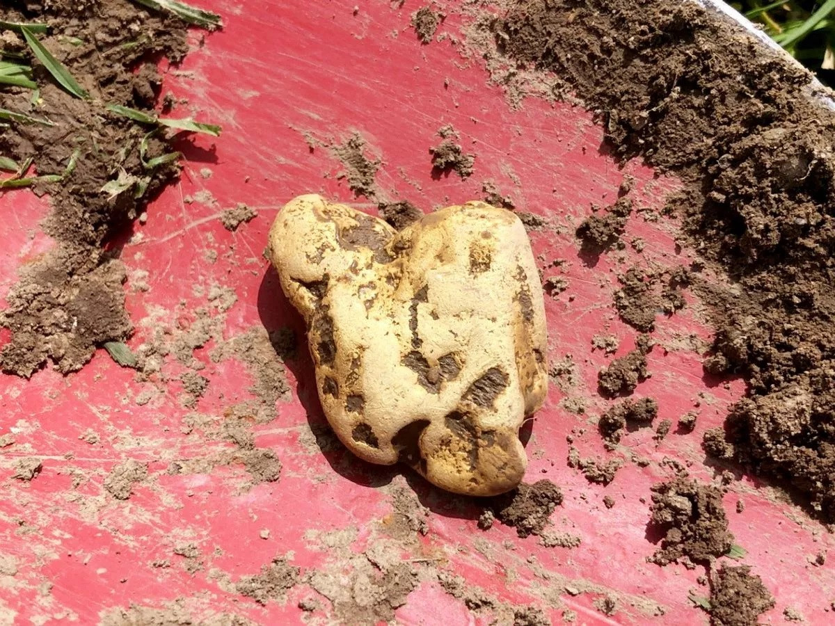 Khối vàng nặng 64,8 gram được ông Richard tìm thấy hiện là một trong những cục quặng vàng lớn nhất từng được tìm thấy ở Anh.