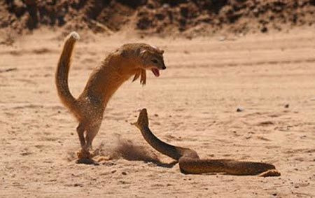 Thức ăn ưa thích của cầy mangut là mối, châu chấu, dế... nhưng cũng có thể là các loài gặm nhấm như chuột, thỏ, hay các loài chim nhỏ. Chúng cũng có thể tấn công, ăn thịt các loài ăn thịt khác như chó rừng, rắn độc.