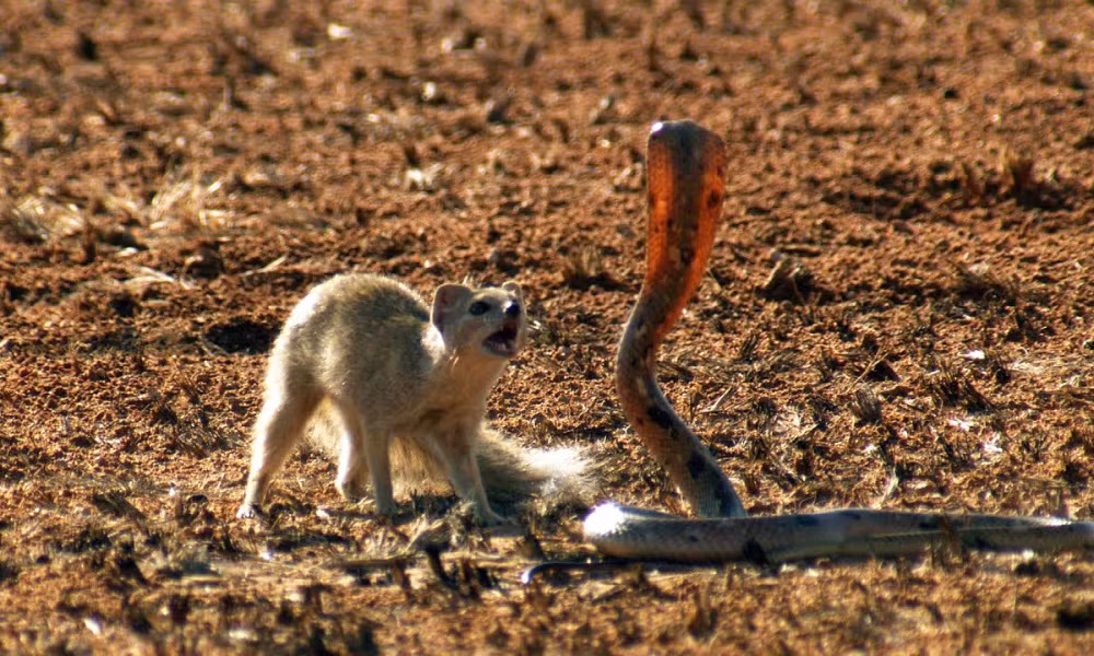 Đặc biệt, cầy mangut được mẹ thiên nhiên ban tặng một "vũ khí tối thượng" giúp chúng miễn nhiễm với chất độc của rắn, đặc biệt là rắn hổ mang.