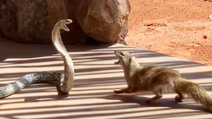 Cụ thể, các chất độc của nhiều nọc rắn, bao gồm cả rắn hổ mang, hoạt động theo cách liên kết với các thụ thể acetylcholine của con mồi, làm ngăn chặn sự liên lạc giữa hệ thần kinh và cơ bắp, khiến nạn nhân rơi vào trạng thái tê liệt.