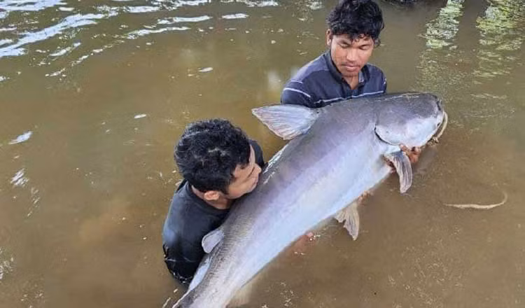 Fa Ly, ngư dân sống ở xã Ampil Toek, tỉnh Kampong Chhnang, miền Trung Campuchia, câu được một "quái ngư" dài 1,6m, nặng 75 kg vào ngày 1/1/2023. Sau khi thông báo với giới chức trách, con cá tra dầu khủng trên sau đó được thả về tự nhiên.