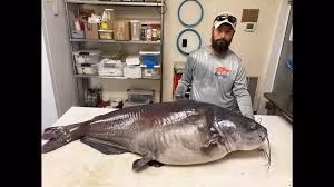 Ngày 24/9/2022, Micka Burkhart ở bang Tennessee Mỹ câu được một con cá da trơn nặng tới 54 kg, dài 137cm và chu vi thân 104 cm. Sau đó, anh Burkhart quyết định thả con cá "quái vật" trở lại sông.