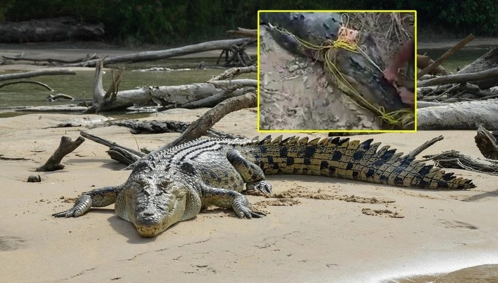 Trước đó, vào tháng 7/2022, người dân phối hợp cùng cảnh sát ở tỉnh Bắc Kalimantan, Indonesia bắt được con cá sấu "quái vật" dài khoảng 8m sau khi nó tấn công và gây ra cái chết của một ngư dân.