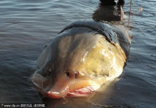 Vào tháng 9/2010, anh em ngư dân họ Dương thôn Thắng Lợi trấn Ô Van, Hắc Long Giang, Trung Quốc bắt được "quái ngư" dài 3m và nặng hơn 250 kg. Các chuyên gia xác định đó là một con cá tầm.