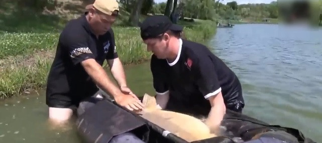 Tháng 7/2020, một cần thủ người Cộng hòa Séc đã câu được một con cá khủng nặng khoảng 51 kg. Được biết, con cá này thuộc họ nhà cá chép.