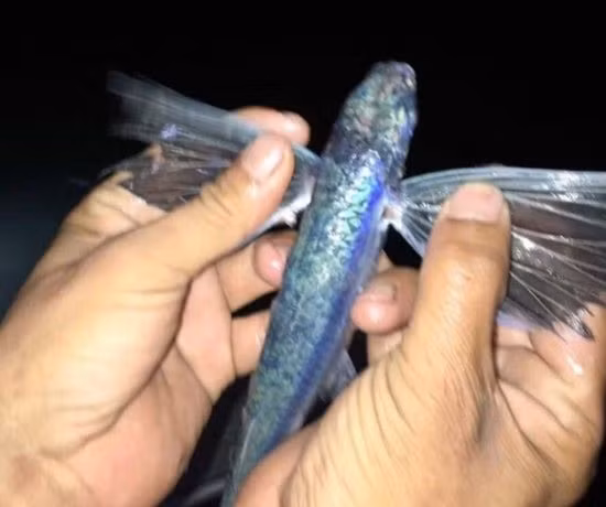 Tháng 11/2016, một ngư dân tại Nam Bình (Phúc Kiến, Trung Quốc) đã bắt được một "quái ngư" kỳ lạ. Đó là một con cá có cặp cánh trong suốt và 6 chân. Nó có chiều dài khoảng 15 cm và vảy màu xanh óng đẹp mắt.