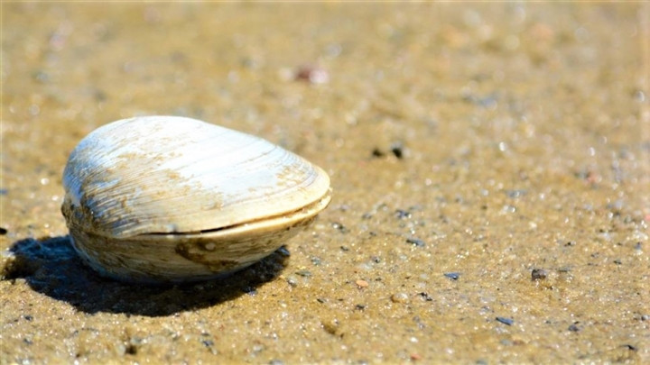 Ngao đại dương quahog (Arctica islandica) phân bố ở Bắc Đại Tây Dương được ghi nhận là loài có tuổi thọ khá cao. Chúng có thể sống thọ hơn 500 năm.