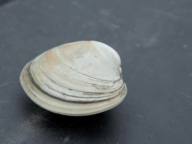 Bảo tàng Quốc gia Xứ Wales từng ghi nhận một cá thể ngao được tìm thấy ngoài khơi bờ biển Iceland năm 2006 đã sống được hơn 507 năm.