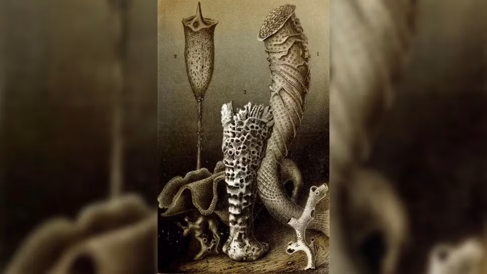 Bọt biển thủy tinh thuộc họ Monorhaphis chuni được các nhà khoa học phát hiện có thể sống hơn 10.000 năm.