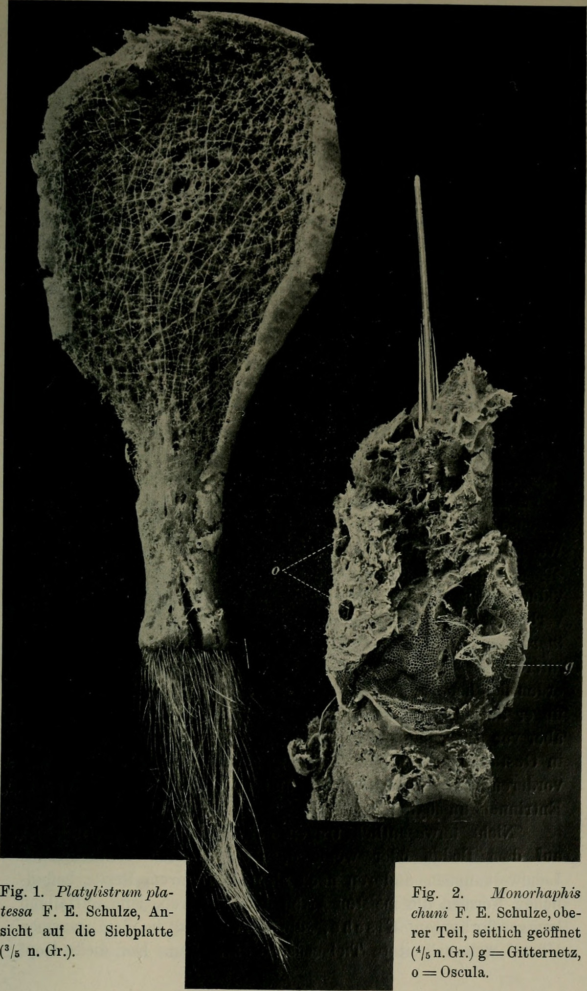 Là động vật thuộc ngành thân lỗ, bọt biển thủy tinh có cấu tạo đơn giản khi không có hệ thần kinh, tiêu hóa và tuần hoàn.
