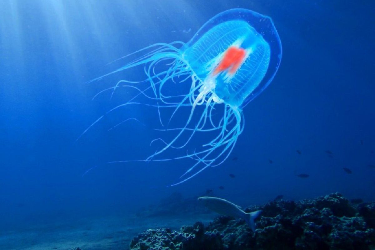 Loài sứa Turritopsis dohrnii có thể lặp lại phương thức đảo ngược vòng đời trên nhiều lần. Nhờ vậy, sinh vật này có thể "trường sinh bất lão". Tuy nhiên, do kích thước nhỏ nên sứa Turritopsis dohrnii có thể dễ dàng trở thành thức ăn của các loài động vật khác.