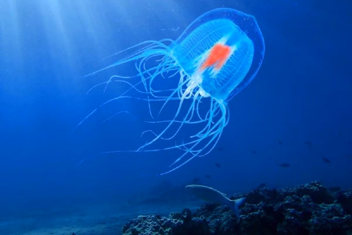 Loài sứa Turritopsis dohrnii có thể lặp lại phương thức đảo ngược vòng đời trên nhiều lần. Nhờ vậy, sinh vật này có thể "trường sinh bất lão". Tuy nhiên, do kích thước nhỏ nên sứa Turritopsis dohrnii có thể dễ dàng trở thành thức ăn của các loài động vật khác.