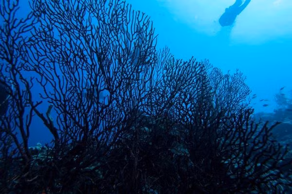 Minh chứng là vào năm 2009, một mẫu san hô đen ở ngoài khơi vùng biển Hawaii được các chuyên gia xác định có tuổi đời là 4.265 năm tuổi.
