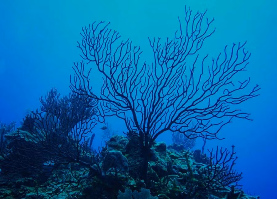 Nghiên cứu của các nhà khoa học chỉ ra san hô đen là một trong những sinh vật sống lâu nhất trên thế giới khi có thể sống hơn 4.000 năm.