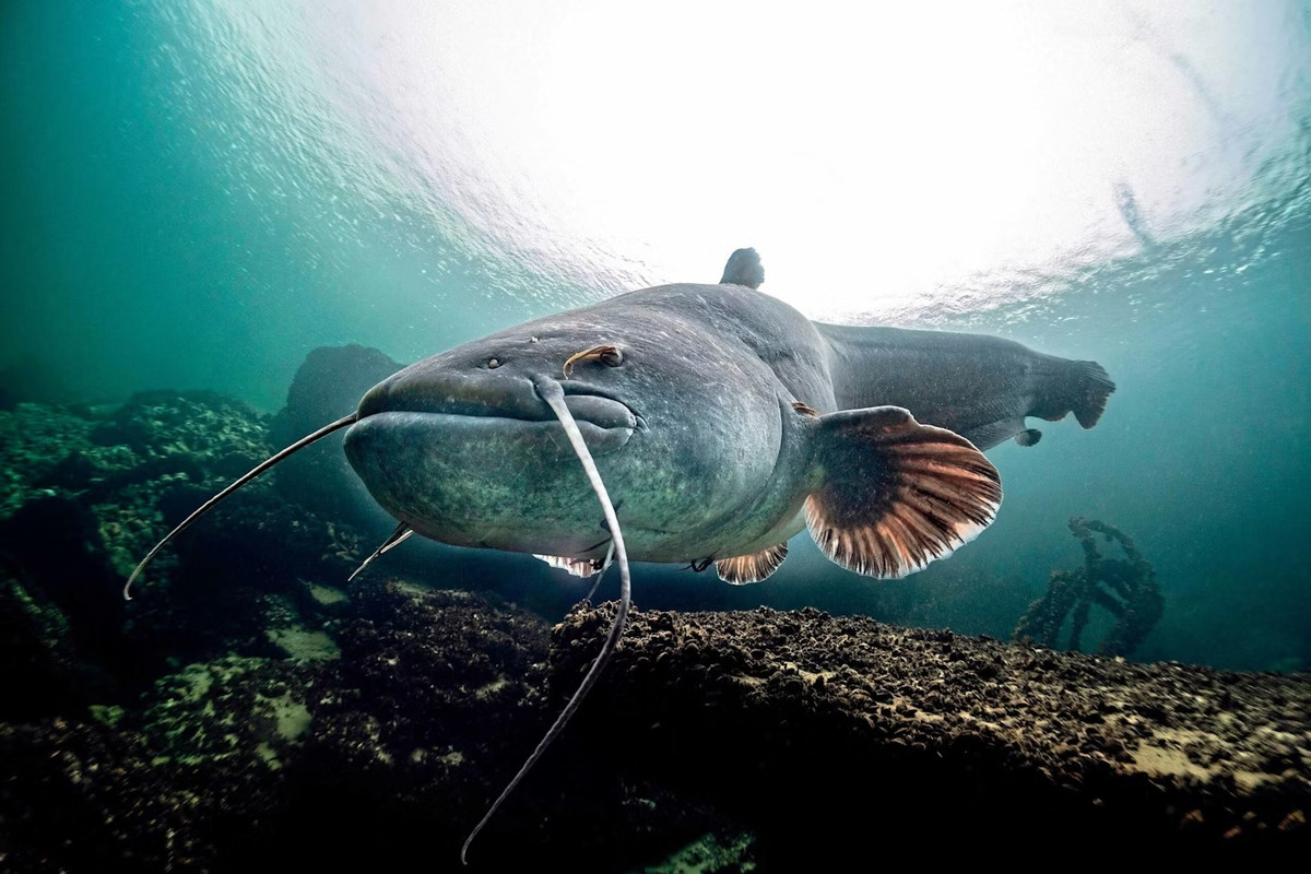 Với cú tấn công bất ngờ, cá nheo châu Âu có thể vồ lấy một con chim bồ câu chỉ trong tích tắc. Nó ngậm chặt con mồi trong miệng kéo xuống mặt nước rồi thưởng thức "chiến lợi phẩm".