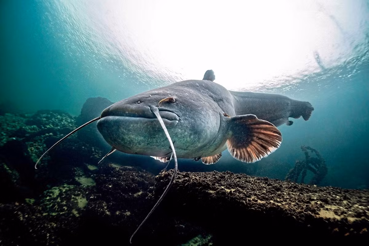 Với cú tấn công bất ngờ, cá nheo châu Âu có thể vồ lấy một con chim bồ câu chỉ trong tích tắc. Nó ngậm chặt con mồi trong miệng kéo xuống mặt nước rồi thưởng thức "chiến lợi phẩm".