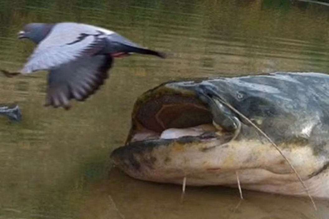 Sau khi phát hiện sự hiện diện của chim bồ câu, cá nheo châu Âu thường sống dưới đáy sông sẽ từ từ di chuyển, rình rập rồi chờ thời cơ con mồi mất cảnh giác thì bất ngờ lao lên khỏi mặt nước.