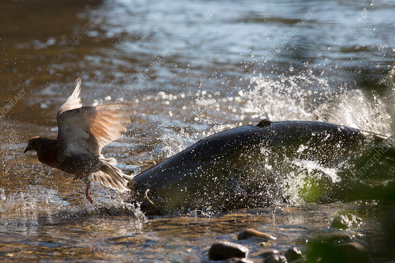 Trong số này, cá nheo châu Âu có cách săn chim bồ câu đáng sợ. Cụ thể, những con chim bồ câu thường xuống các dòng sông để tắm, rỉa bộ lông vũ nhằm loại bỏ bụi bẩn và làm mát cơ thể.