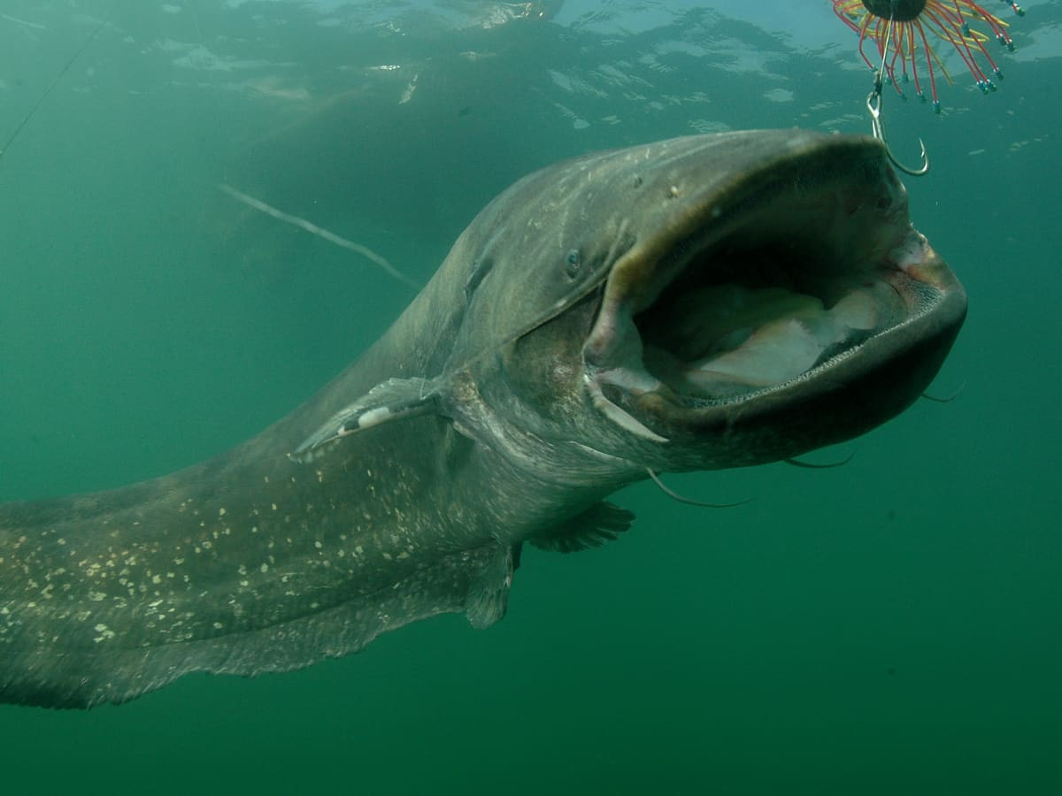 Với kích thước lớn như "quái vật", cá nheo châu Âu là loài săn mồi vô cùng hung bạo. Để thỏa mãn cơn đói, loài "thủy quái" này tấn công và ăn thịt nhiều loài động vật khác nhau.