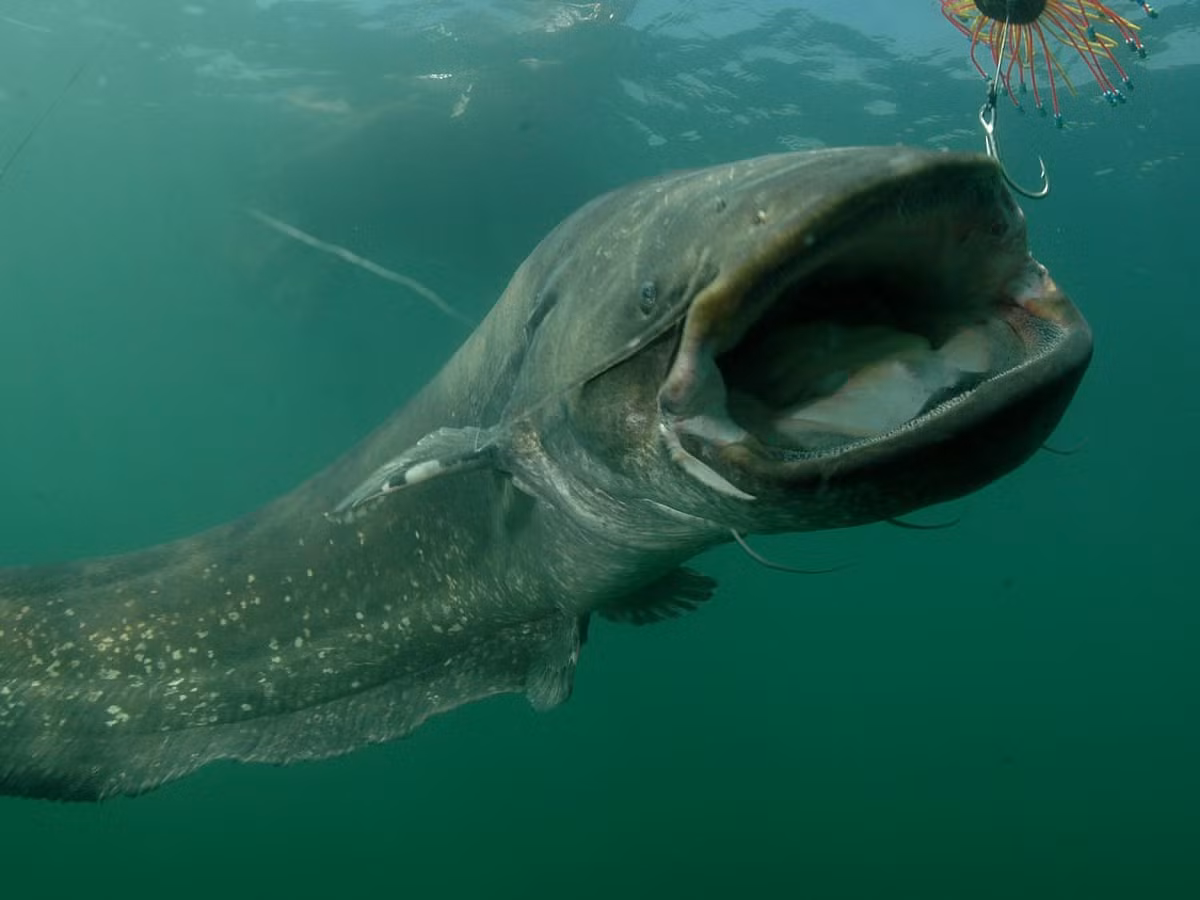 Với kích thước lớn như "quái vật", cá nheo châu Âu là loài săn mồi vô cùng hung bạo. Để thỏa mãn cơn đói, loài "thủy quái" này tấn công và ăn thịt nhiều loài động vật khác nhau.