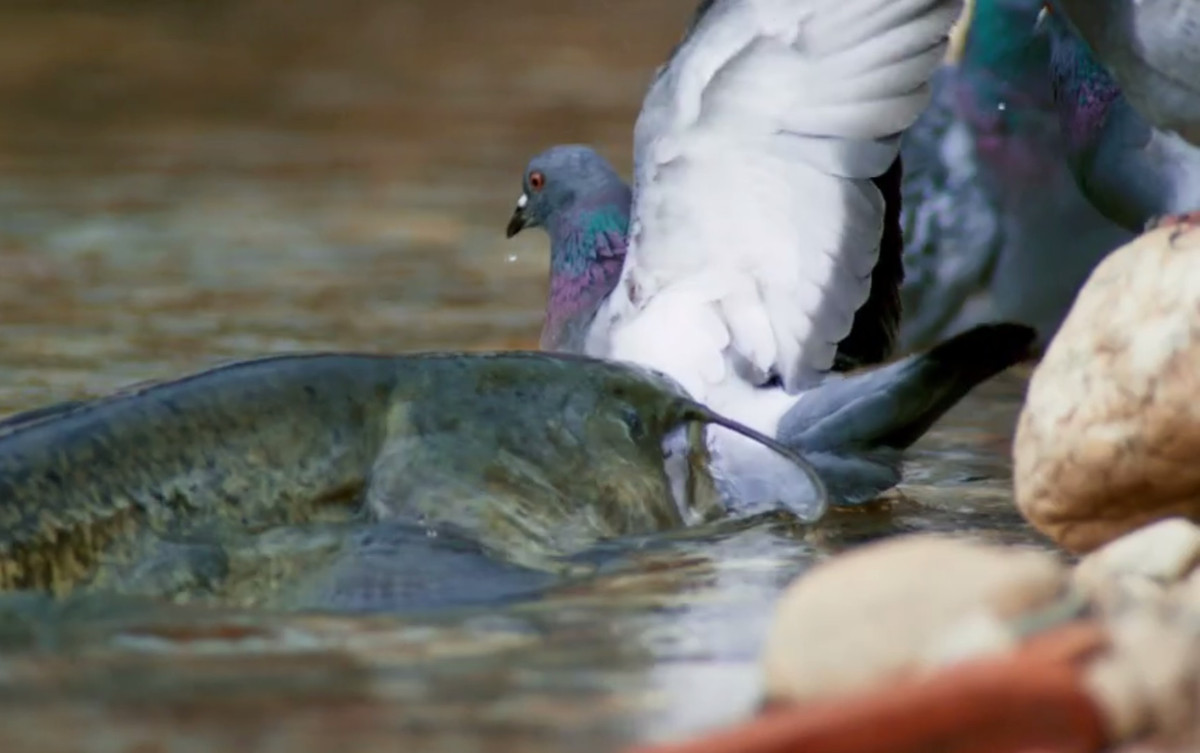 Khi sà xuống mặt nước, lớp dầu từ lông chim bồ câu sẽ chảy xuôi dòng và bị cá nheo châu Âu phát hiện nhờ bộ râu vô cùng nhạy bén.