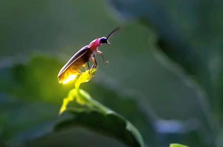 Đom đóm là loài vật có cơ chế tự phát ra ánh sáng vào ban đêm. Một vài loài đom đóm phát sáng để cảnh báo những kẻ săn mồi rằng chúng có chất độc nhẹ.