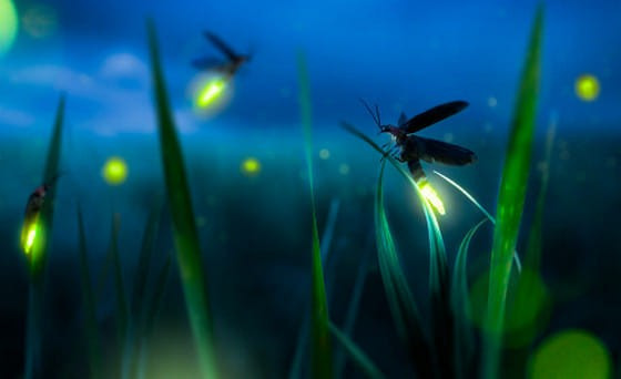 Trong khi đó, một vài loài đom đóm khác phát sáng để thu hút con mồi.