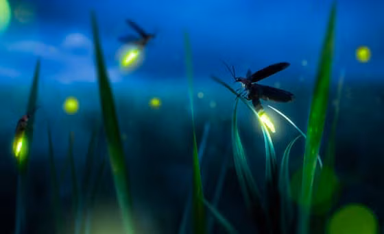 Trong khi đó, một vài loài đom đóm khác phát sáng để thu hút con mồi.