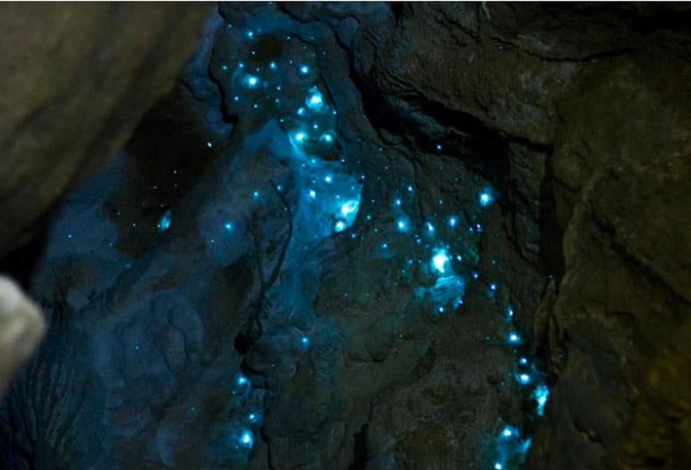 Sâu phát sáng được tìm thấy bên trong một số hang động ở New Zealand. Chúng thực chất là ấu trùng của một loài côn trùng có cánh.
