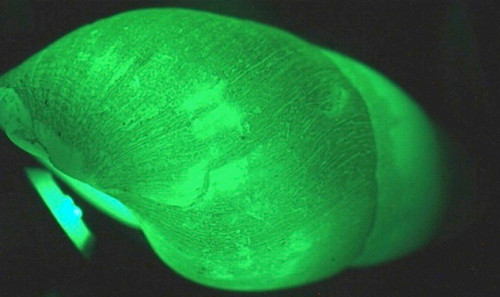 Ốc sên Clusterwink thường trốn vào trong lớp vỏ ốc khi gặp nguy hiểm. Đặc biệt, loài động vật này phát ra ánh sáng màu xanh lá cây.