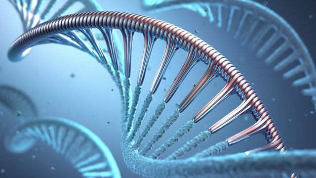 Trong nghiên cứu mới nhất, kết quả phân tích ADN do Đại học Phúc Đán thực hiện cho thấy Chu Vũ Đế có một số đột biến khiến ông có nguy cơ đột quỵ cao hơn.