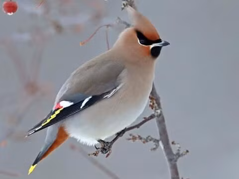 Chim Bohemian Waxwing là một trong những loài động vật "lạ" nhất Trái đất. Chúng thích ăn những quả mọng đã lên men của cây Rowan - loài trong chi thanh lương trà, họ hoa hồng. Nếu chỉ ăn ở mức vừa phải thì chúng chỉ bị choáng nhẹ.
