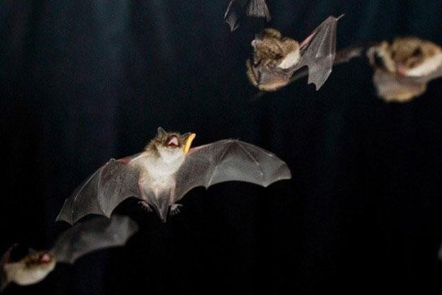 Dơi nhiệt đới Trung và Nam Mỹ thường ăn các loại trái cây hoặc mật hoa đã lên men, có nồng độ cồn cao. Theo nghiên cứu của các nhà khoa học, một số cá thể sử dụng loại thức ăn khoái khẩu trên quá nhiều nên có nồng độ cồn trong máu lên tới 0,3%.