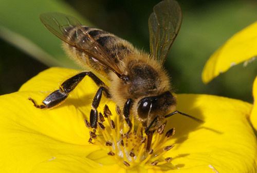 Ong mật thường xuyên hút mật hoa đã lên men sẽ khiến chúng bị say và khó tìm được đường về tổ. Theo đó, chúng phải đợi cho đến khi tỉnh rượu mới có thể trở về "nhà".