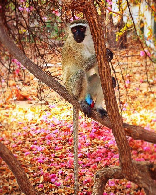 Các cá thể khỉ Vervet là loài khỉ sinh sống ở khu vực đông và nam châu Phi, có đặc điểm nhận dạng là khuôn mặt đen và màu lông xám. Chúng là loài động vật có vú duy nhất sở hữu tinh hoàn màu xanh.