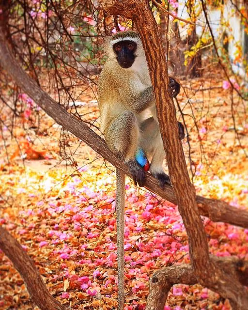 Các cá thể khỉ Vervet là loài khỉ sinh sống ở khu vực đông và nam châu Phi, có đặc điểm nhận dạng là khuôn mặt đen và màu lông xám. Chúng là loài động vật có vú duy nhất sở hữu tinh hoàn màu xanh.