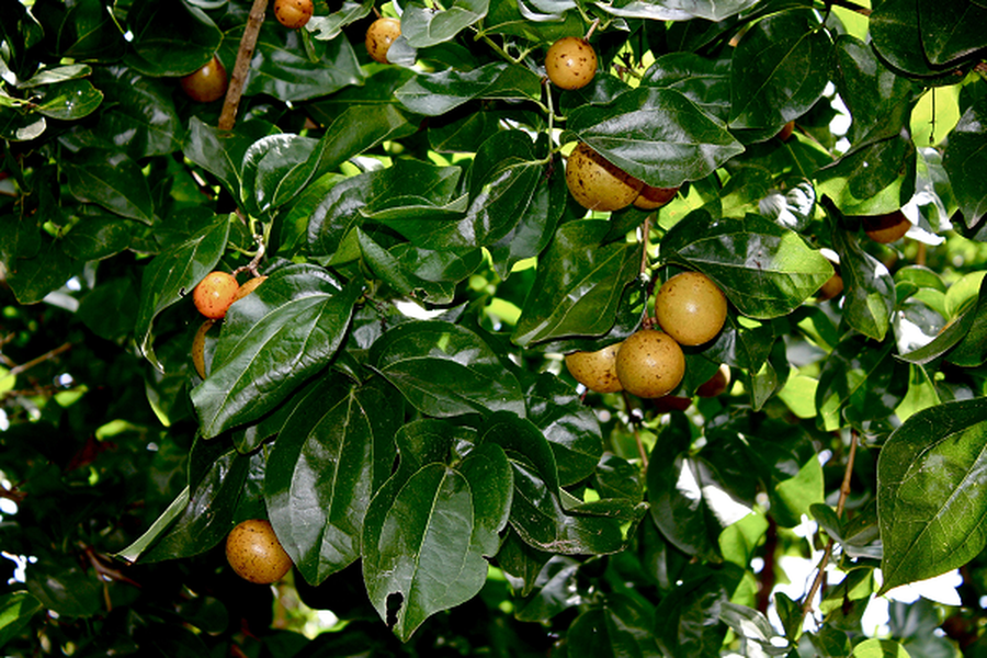 Tuy nhiên, hãy cẩn trọng với loại quả này vì chứa độc tố cực mạnh, có thể gây tê liệt hô hấp và tử vong nếu ăn nhầm. Quả mã tiền thường được dùng để diệt chuột. 