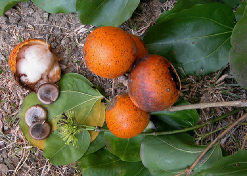 Hoa mã tiền nhỏ, lưỡng tính, tràng và đài có 5 cánh. Hạt hình đĩa dẹt, không mùi và có vị rất đắng. 