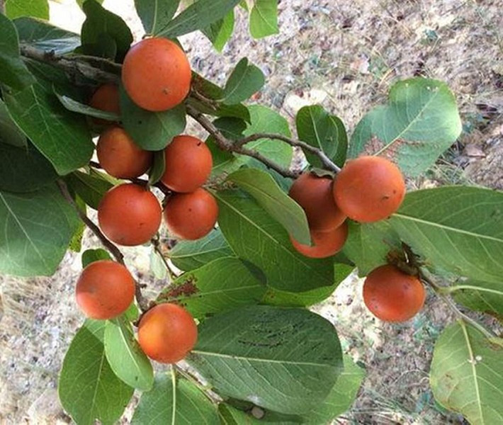 Mã tiền đã chế biến theo y học cổ truyền được dùng để chữa tiêu hóa kém, nhức mỏi tay chân, đau dây thần kinh... 