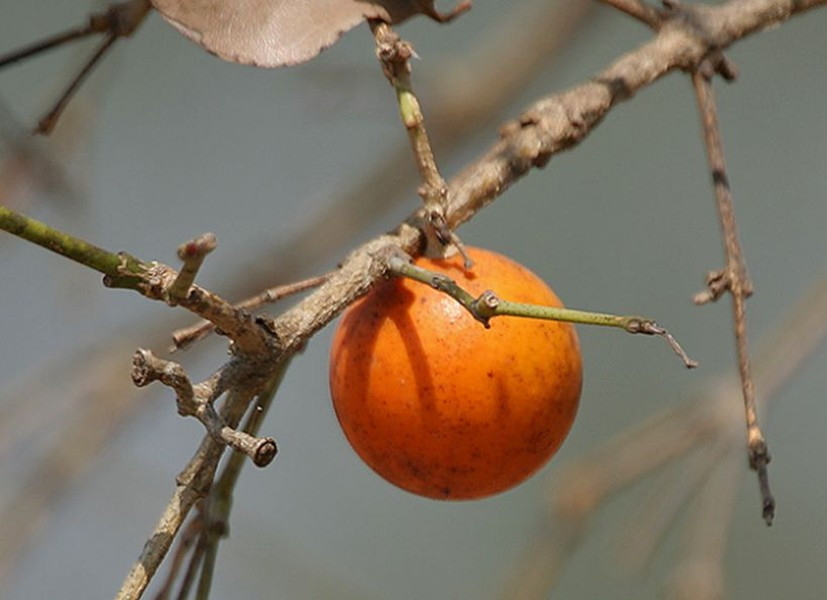 Cây mã tiền là một trong những vị thuốc được sử dụng nhiều trong y học cổ truyền. Mặt lợi là thế, nhưng nó cũng tiềm ẩn nhiều nguy cơ như gây liệt hô hấp dẫn tới tử vong. Do đó nếu không biết cách dùng sẽ như con dao hai lưỡi. 