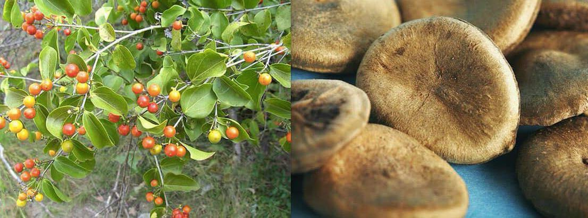 Mã tiền chưa chế biến thường chỉ dùng ngoài làm thuốc xoa bóp chữa nhức mỏi chân tay do thấp khớp, đau dây thần kinh, dùng dạng cồn thuốc...