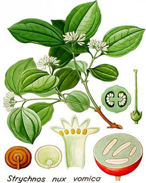 Theo Y học cổ truyền, hạt mã tiền có vị đắng, tính hàn, độc tính rất mạnh.