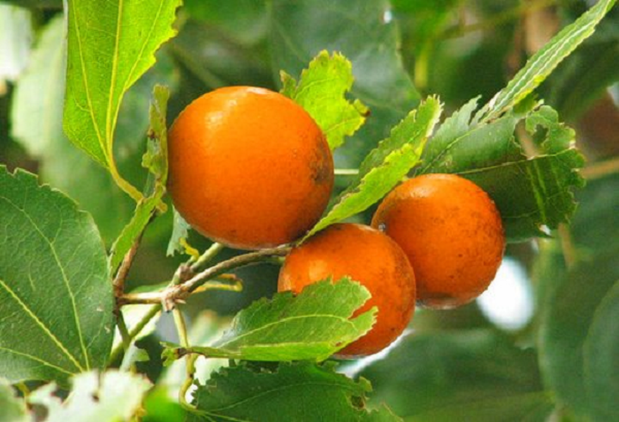 Sau khi được xử lý, cây mã tiền là vị thuốc được dùng phổ biến trong đông y và tây y có tác dụng chữa trị nhiều căn bệnh mang lại hiệu quả cao. 