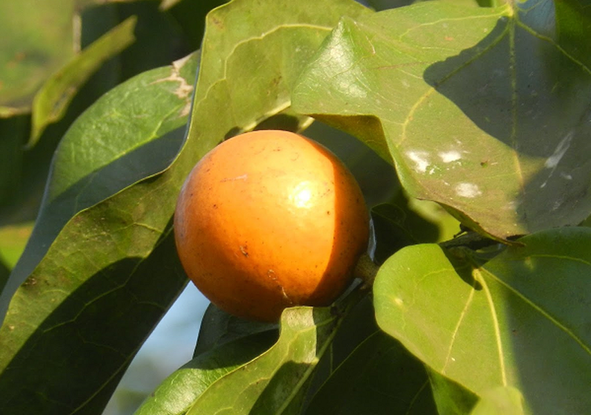 Quả mã tiền hình cầu, vỏ nhẵn bóng. Khi chín, vỏ của nó có màu vàng cam, chứa 1 - 5 hạt hình đĩa dẹt như chiếc khuy áo. Loại quả này có từ tháng 5 đến tháng 8 hàng năm. 