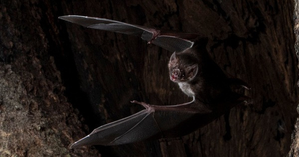 Nghiên cứu của các nhà khoa học chỉ ra khoảng 5% số lượng dơi quỷ mang virus bệnh dại. Chúng có thể lây nhiễm căn bệnh này cho con người nếu bị loài dơi này tấn công, hút máu.