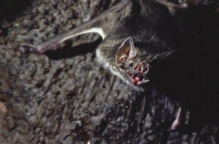 Theo các nhà khoa học, khi "dơi ma cà rồng" con sinh ra nhưng mẹ chết, nó sẽ được con dơi quỷ khác nhận làm con nuôi, chăm sóc tới khi trưởng thành.