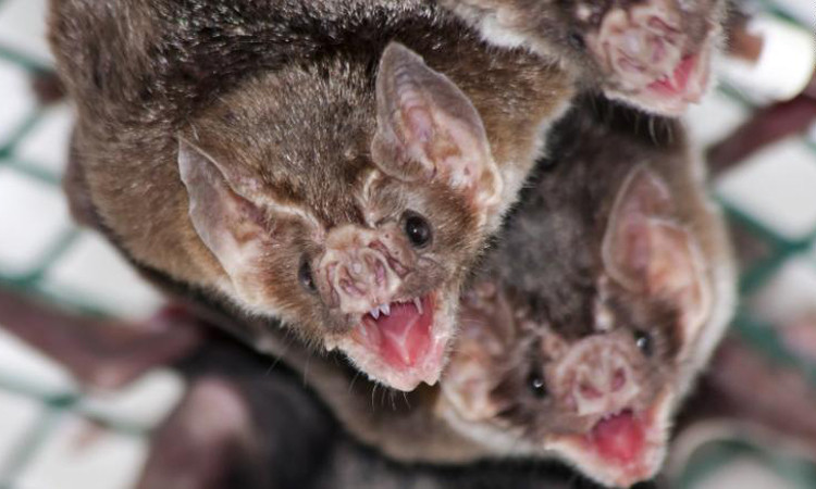 Dơi quỷ được cho là loài duy nhất trong thế giới động vật có tập tính nhận con nuôi.
